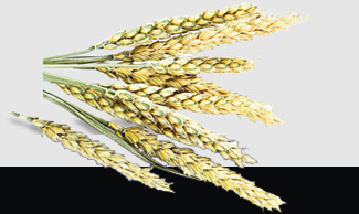 w66.����(�й���)_���������콢��