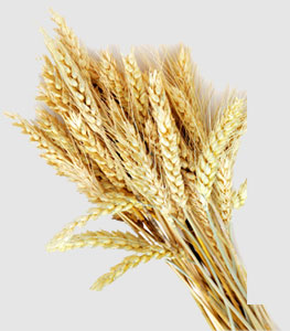 w66.����(�й���)_���������콢��