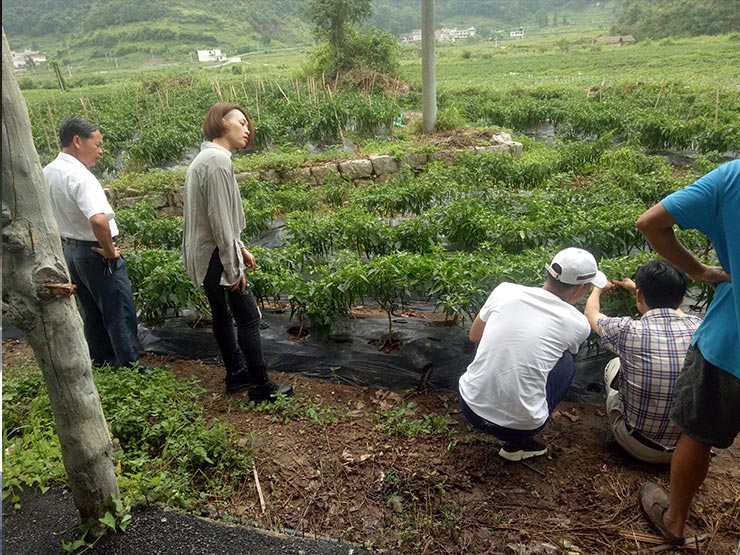 w66.����(�й���)_���������콢��